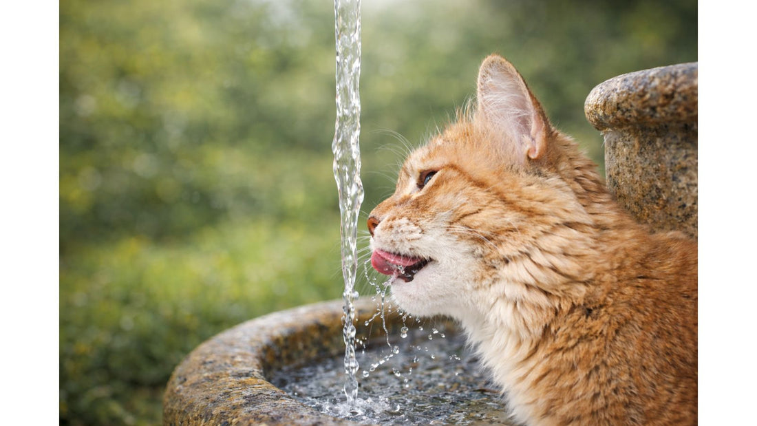 How Proper Hydration Reduces Stress and Boosts Your Cat’s Health