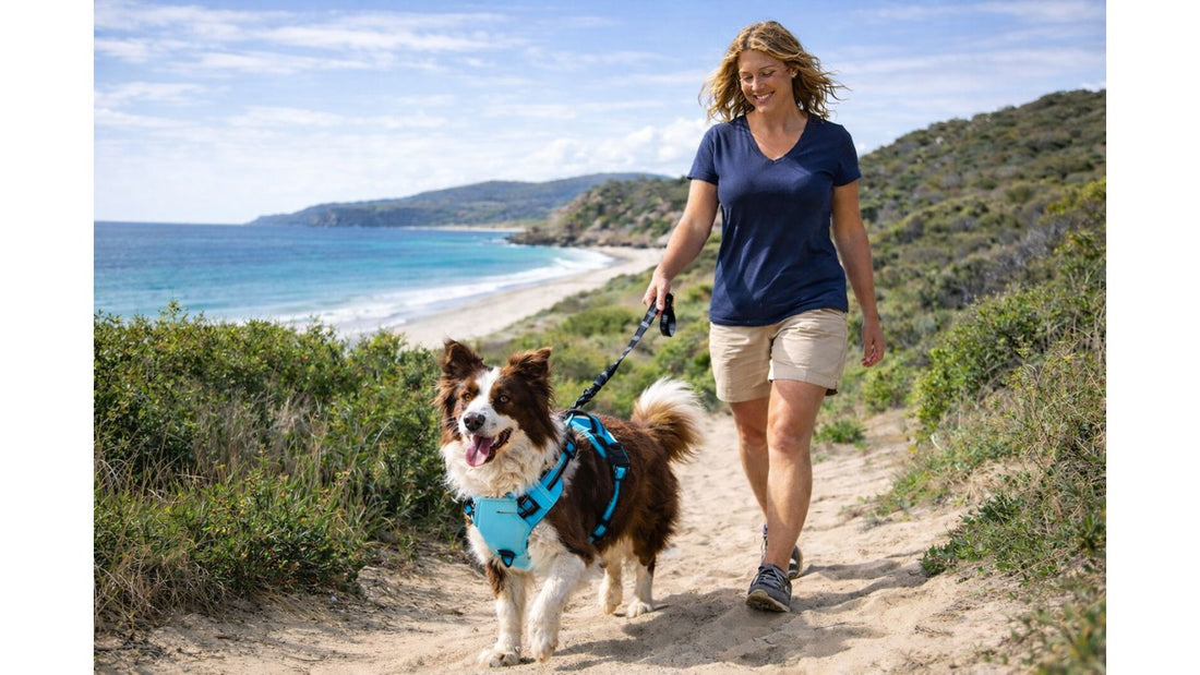 Why So Many Pet Parents Choose a No Pull Dog Harness