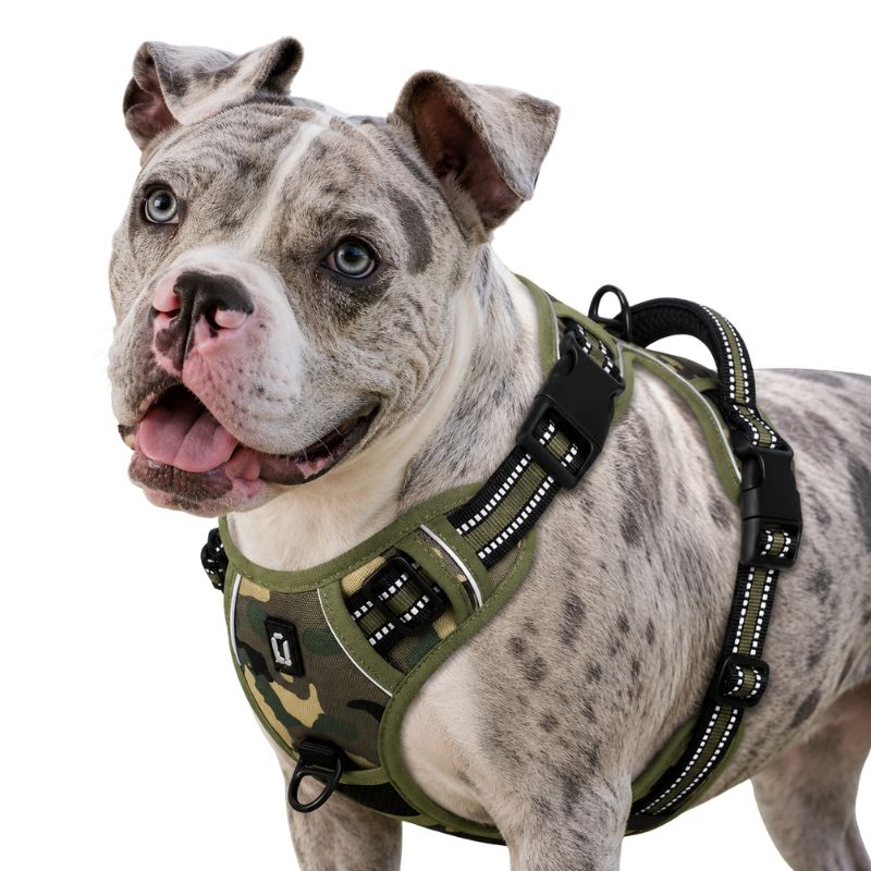Dog wearing a green camouflage harness on a white background