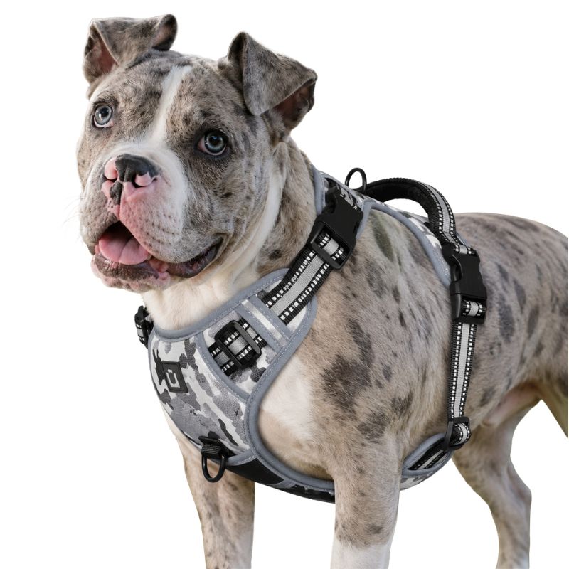 Dog wearing a gray harness on a white background