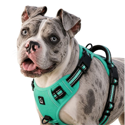 Dog wearing a teal harness on a white background