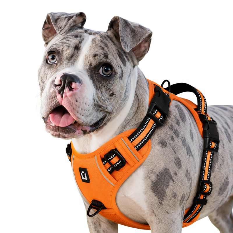 Dog wearing an orange harness on a white background