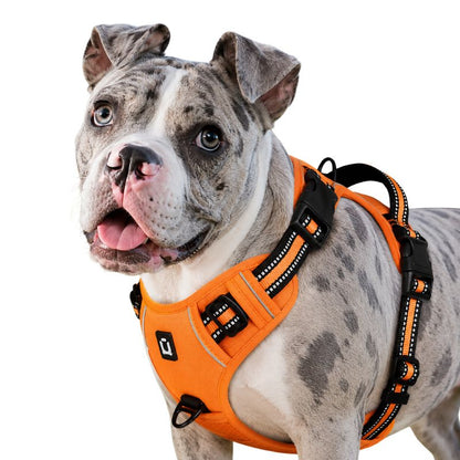 Dog wearing an orange harness on a white background