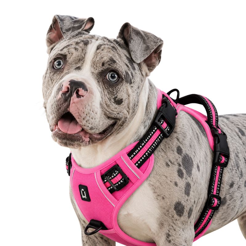 Dog wearing a pink harness on a white background