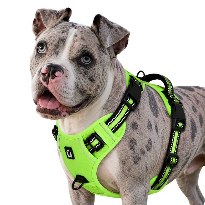 Dog wearing a bright green harness on a white background