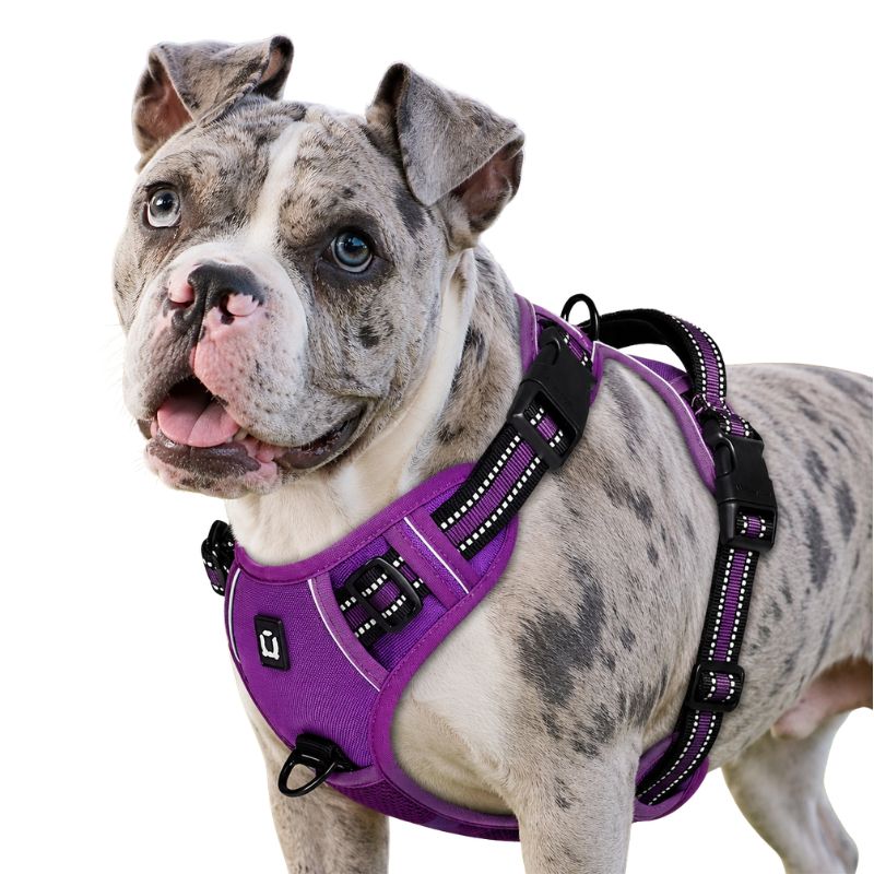 Dog wearing a purple harness on a white background
