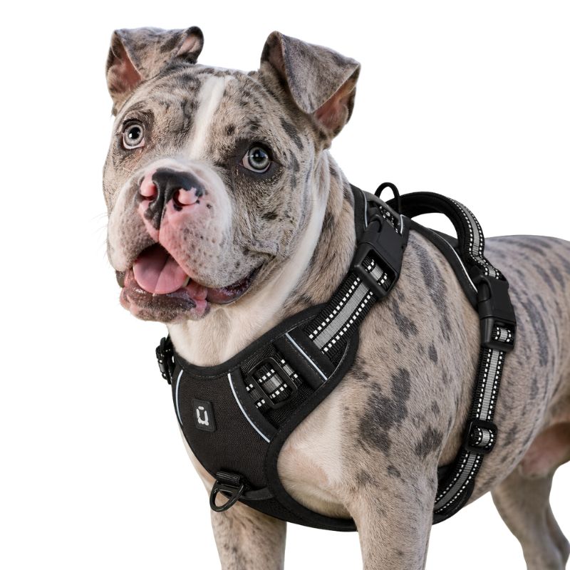 Dog wearing a black harness on a white background