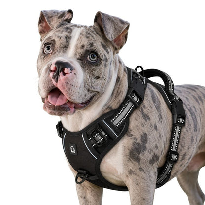 Dog wearing a black harness on a white background