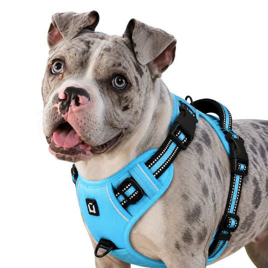 Dog wearing a blue harness on a white background