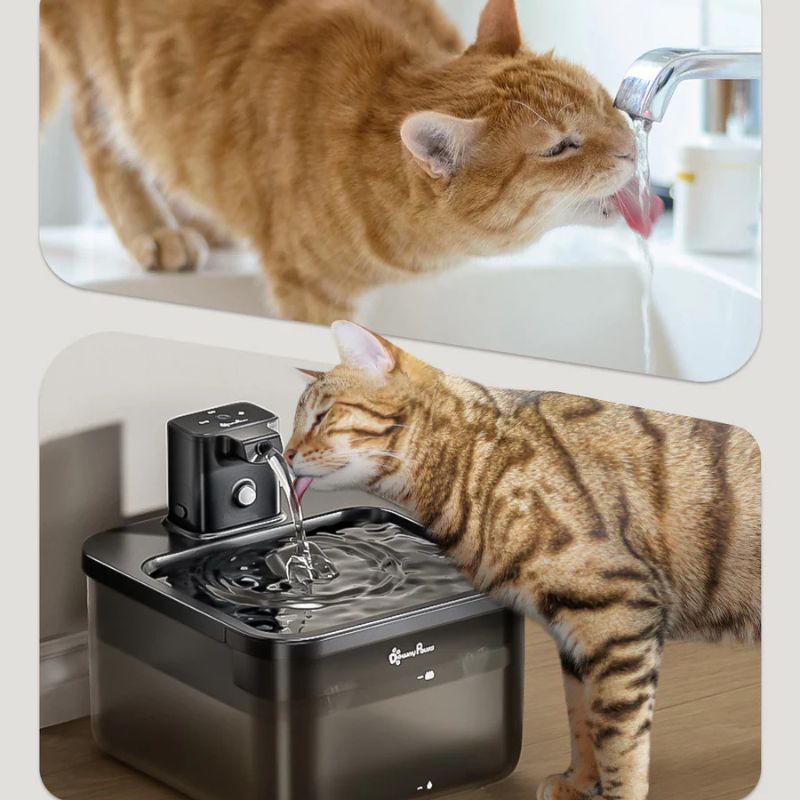 Cat drinking water from a black pet fountain