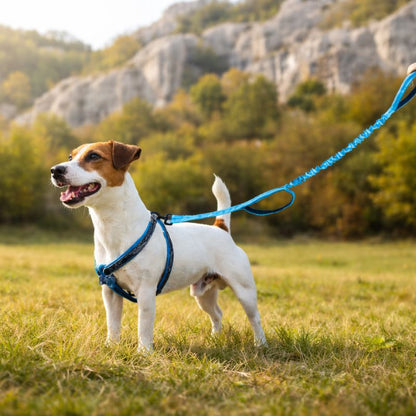 Dog on a leash in a grassy field with mountains in the background