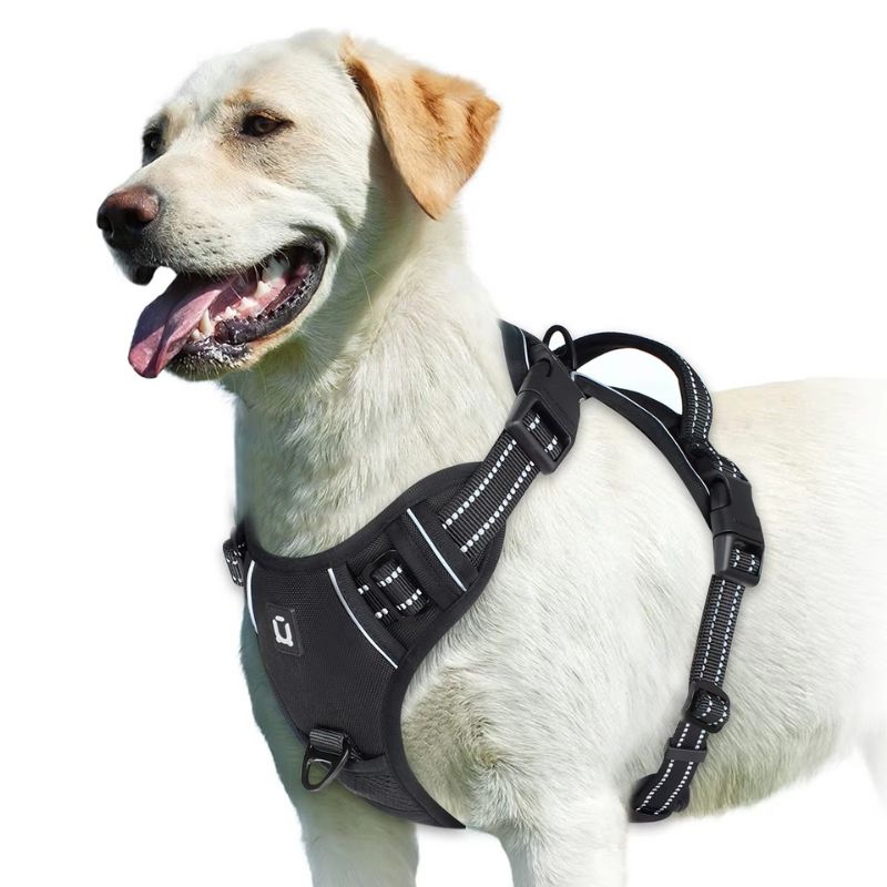 Dog wearing a black harness on a white background