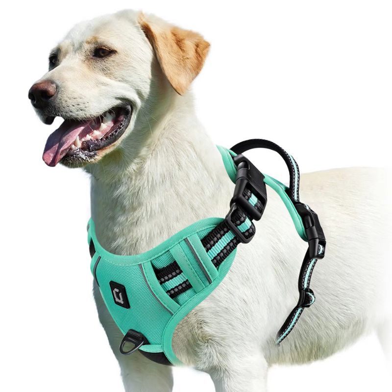 White dog wearing a teal harness on a white background