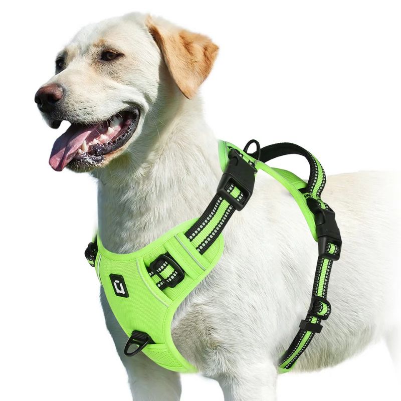 Dog wearing a green harness on a white background