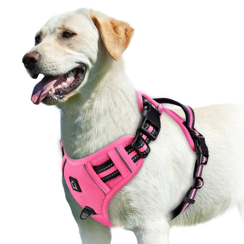 Dog wearing a pink harness on a white background