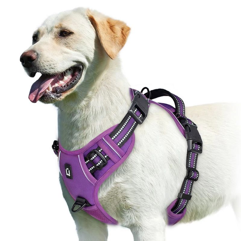 Dog wearing a purple harness on a white background
