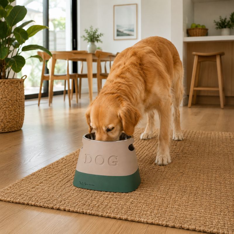 Dog eating from a bowl labeled 'DOG' in a home setting