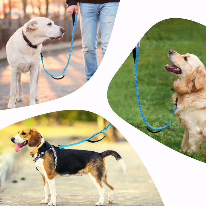 Collage of dogs on leashes with a person walking them in different settings.